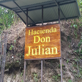 Panama Don Julian Natural Geisha