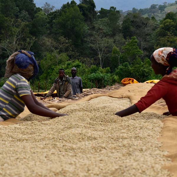 Ethiopia Buku Hambela Natural Coffee Klatch Coffee