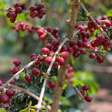   Ethiopia Banko Taurato Anaerobic Natural