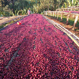 Ethiopia Banko Taurato Anaerobic Natural