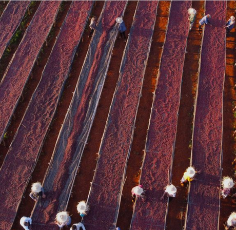 Arial photos of Farm with coffee cherries on African raised drying beds with people sorting and wearing hats. 