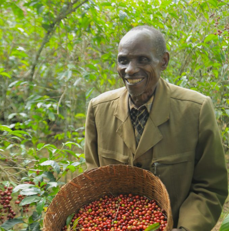 Ethiopia Supernatural coffee cherries in basket held by man surrounded by coffee trees.