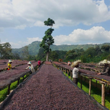 Ethiopia_Supernatural-Farm raised drying beds
