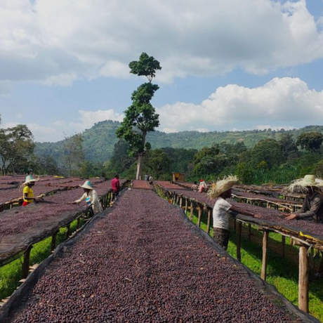 Ethiopia Supernatural coffee cherries on African raised drying beds with people sorting through and wearing straw hats.