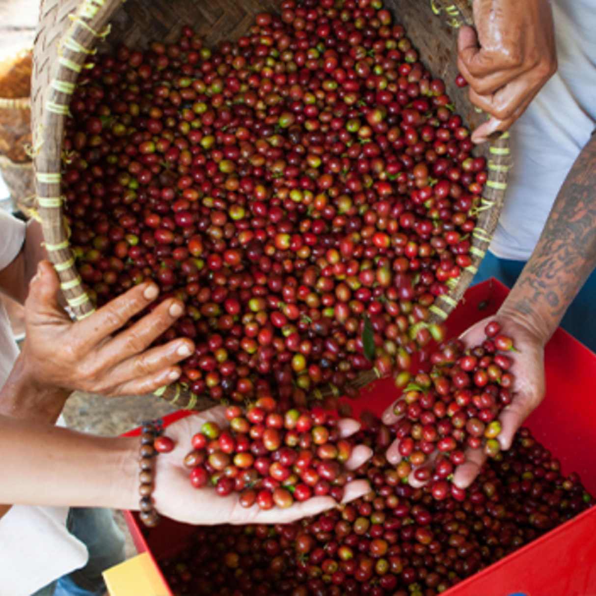 East Timor coffee Cherries in basket and hands.