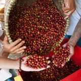 East Timor coffee Cherries in basket and hands.