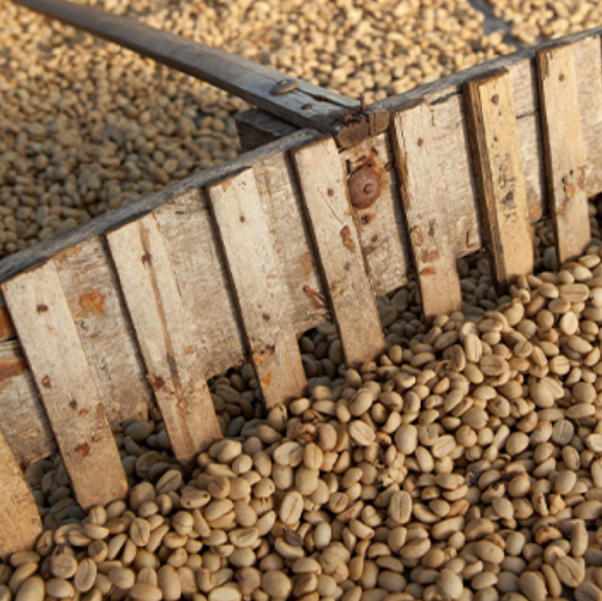 East Timor-coffee beans raked drying bed.