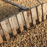 East Timor-coffee beans raked drying bed.