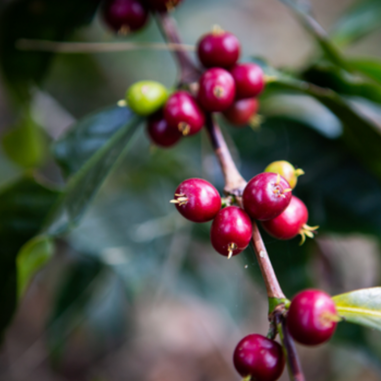 East Timor coffee cherries on branch.