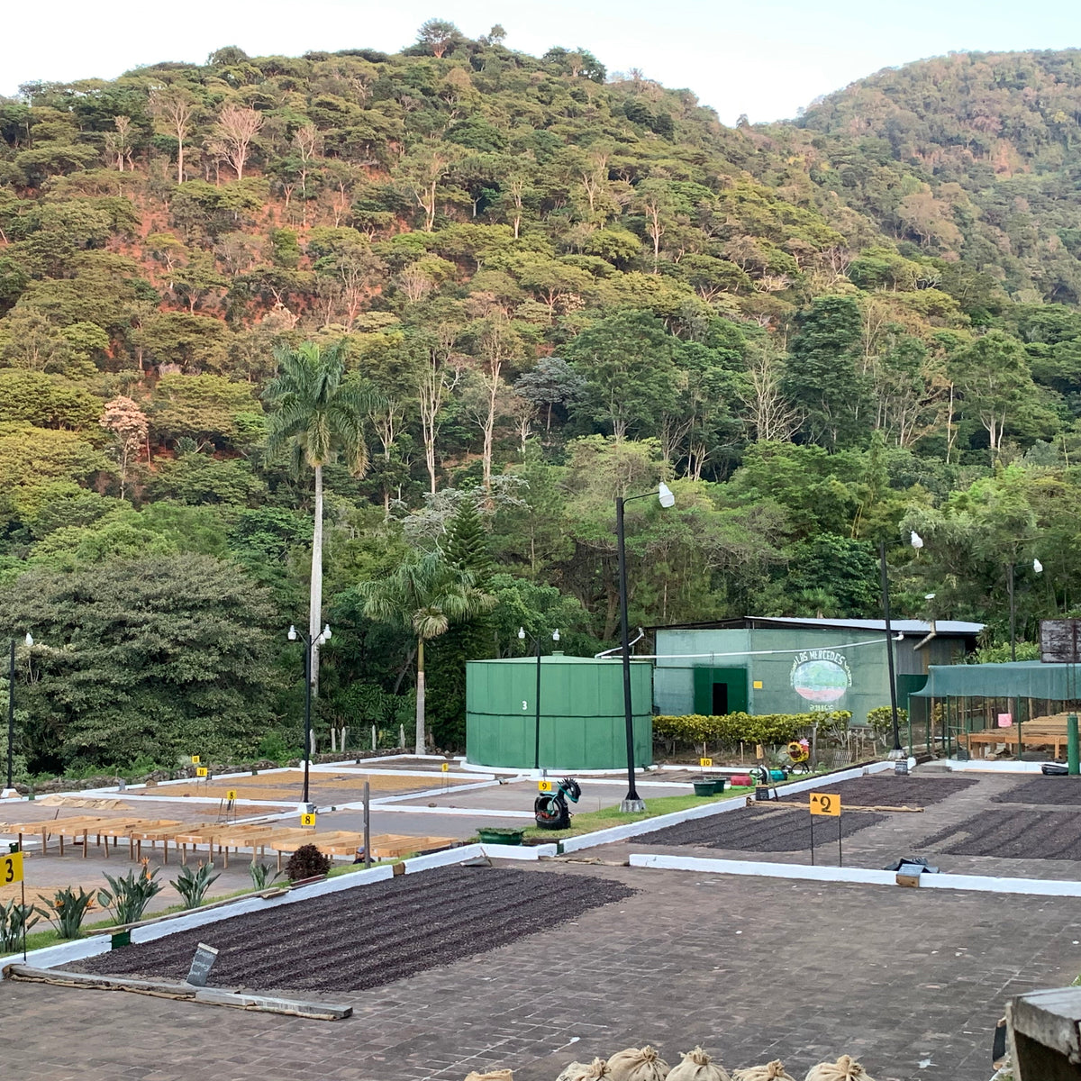 El Salvador Las Mercedes Farm of clay patio with drying coffee cherries, green water tank and buildings in background in-front of hills of coffee trees.