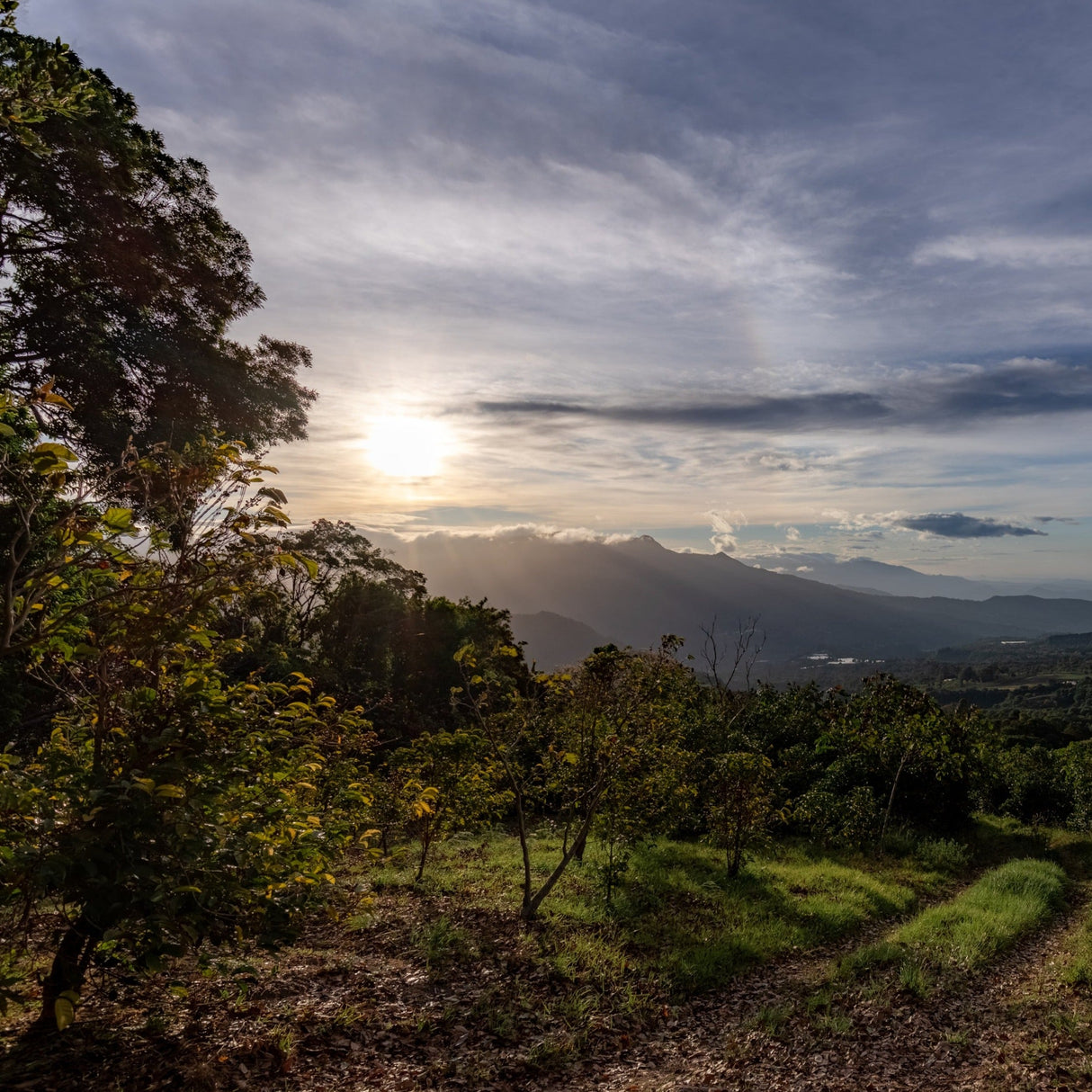 Panama Elida Vuelta Geisha Natural