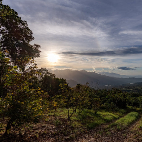 Panama Elida Vuelta Geisha Natural