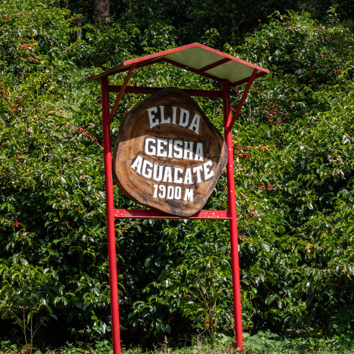 Elida Geisha Aguacate sign with coffee trees with red ripened coffee cherries in the background.