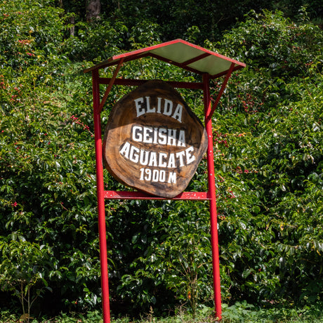 Elida Geisha Aguacate sign with coffee trees with red ripened coffee cherries in the background.