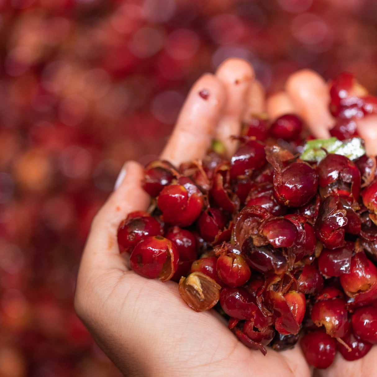 Panama Elida Vuelta Geisha Natural