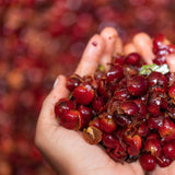 Panama Elida Vuelta Geisha Natural