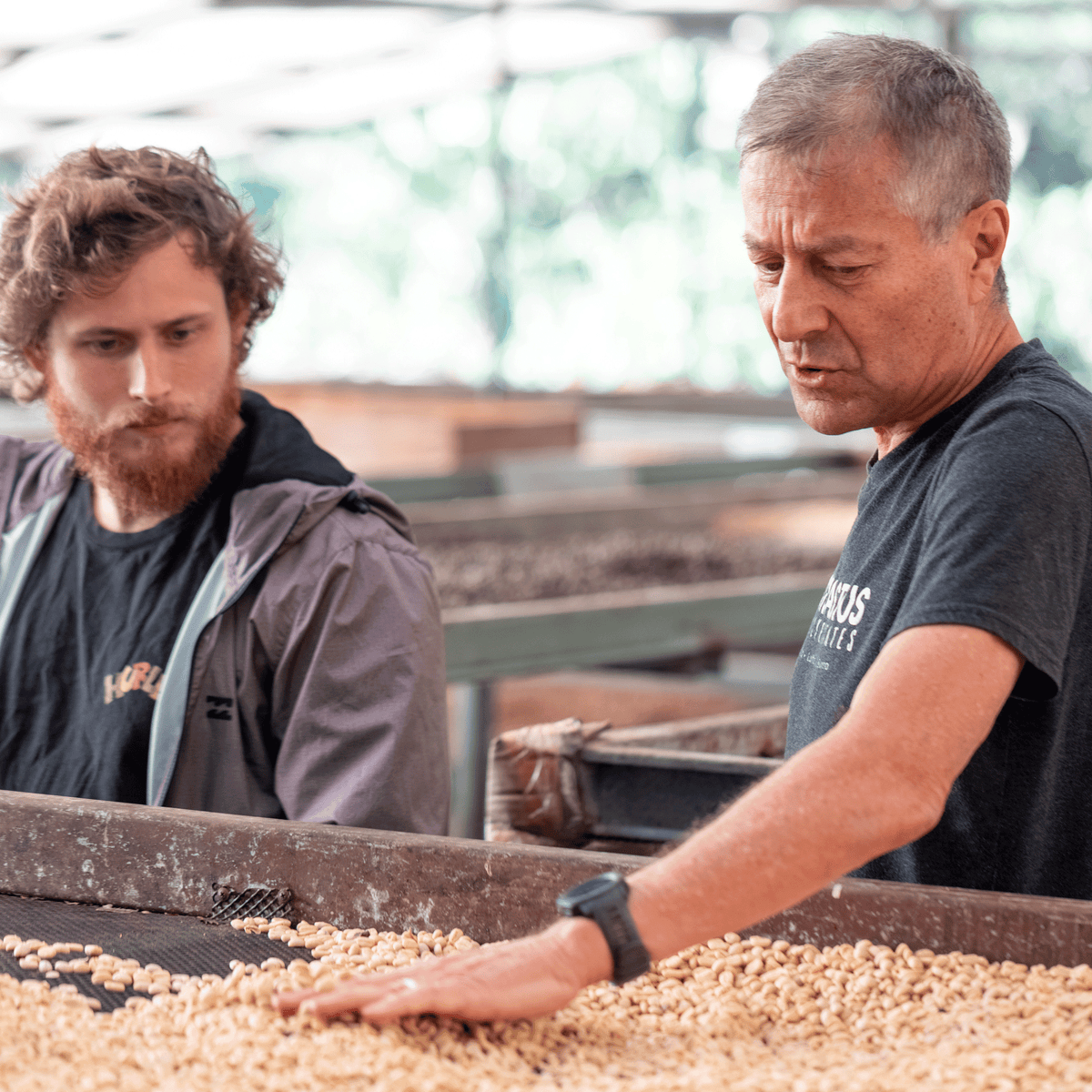 Image of Wilford and a man inspecting and sorting coffee beans on a drying bed at Elida Estate in Panama.