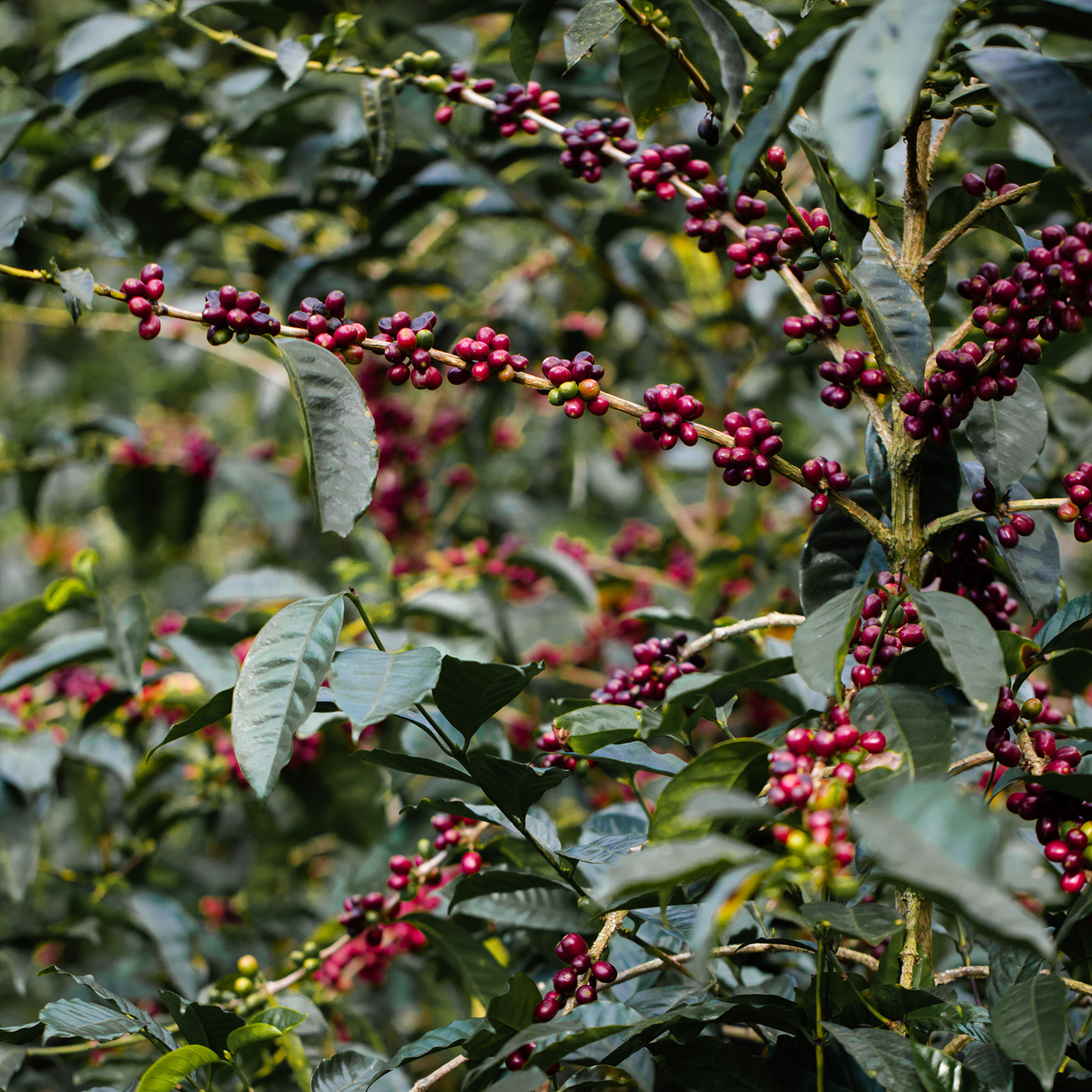 Panama Esmeralda Reserva De Cabaña Geisha Natural