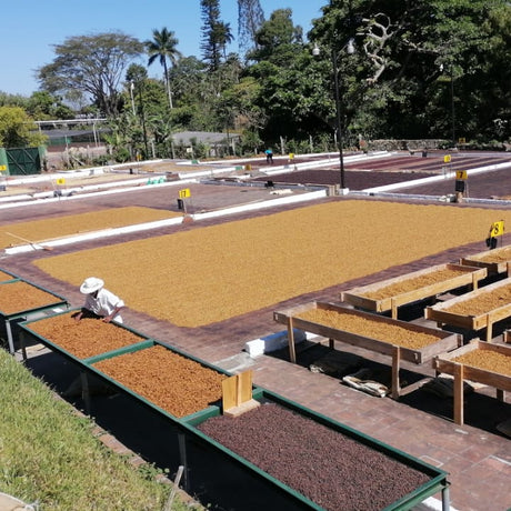 Finca Las Mercedes
