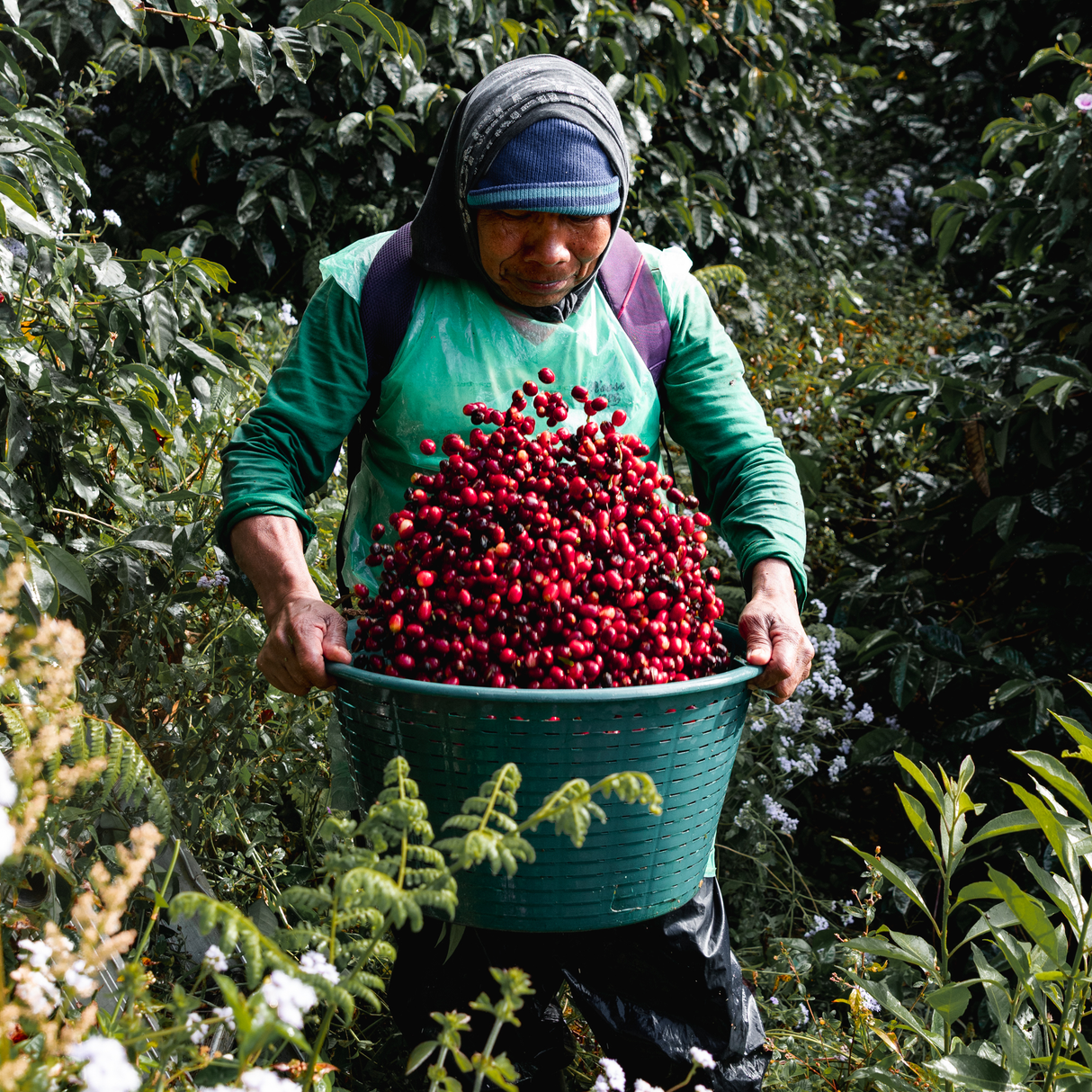 Person holding a large basket of red coffee cherries in Panama Hacienda La Esmeralda