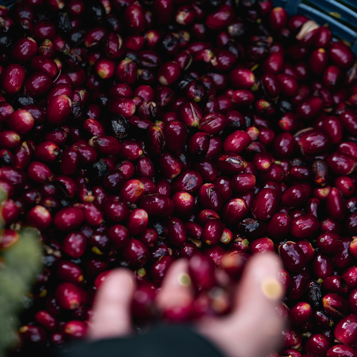 Close-up of red coffee cherries with a hand holding some