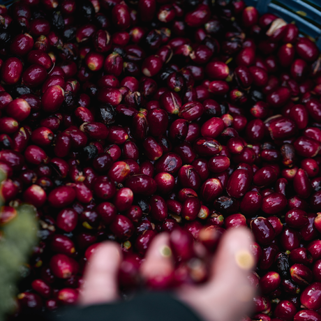 Close-up of red coffee cherries with a hand holding some