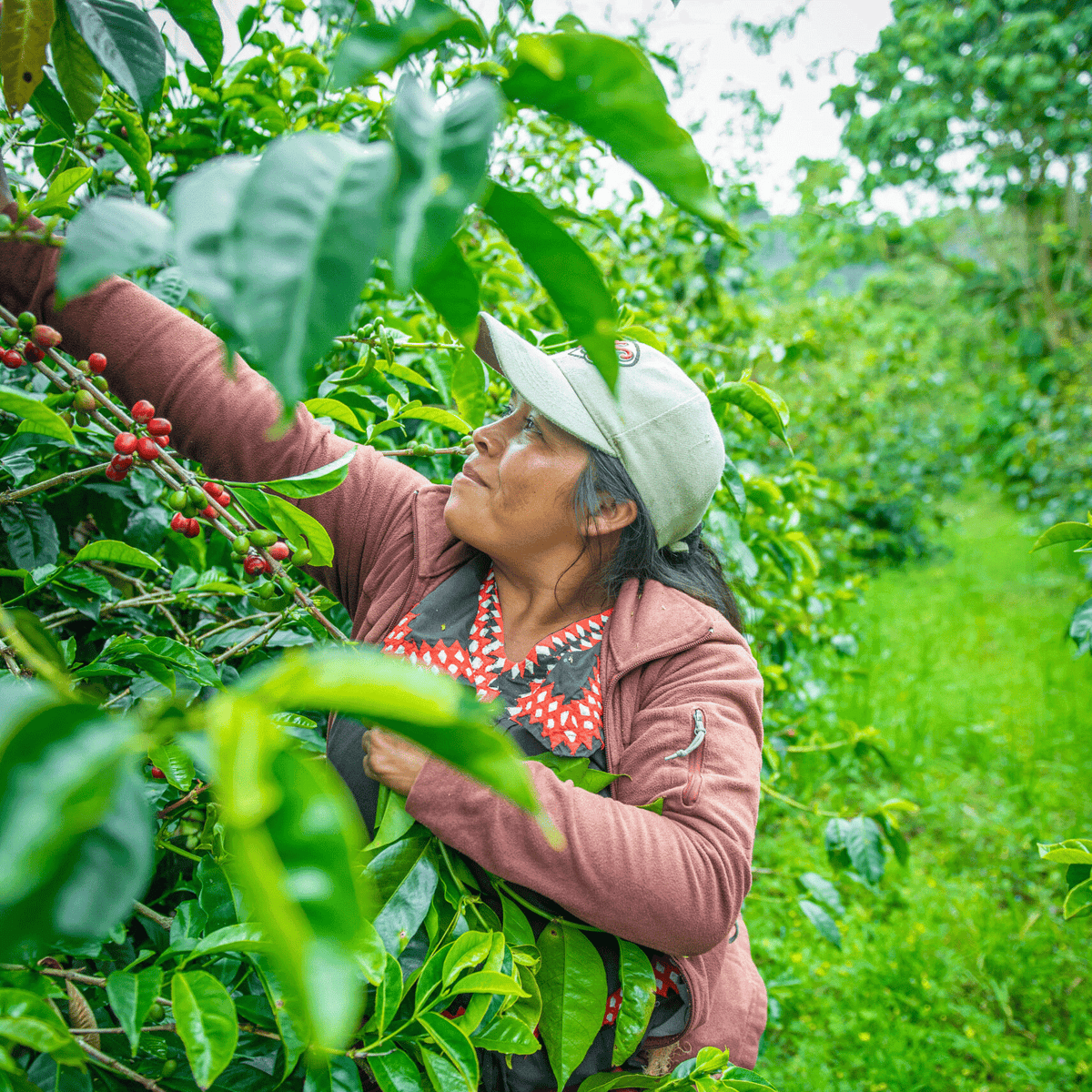 Woman harvesting ripe red coffee cherries by hand among lush green coffee plants on a farm.