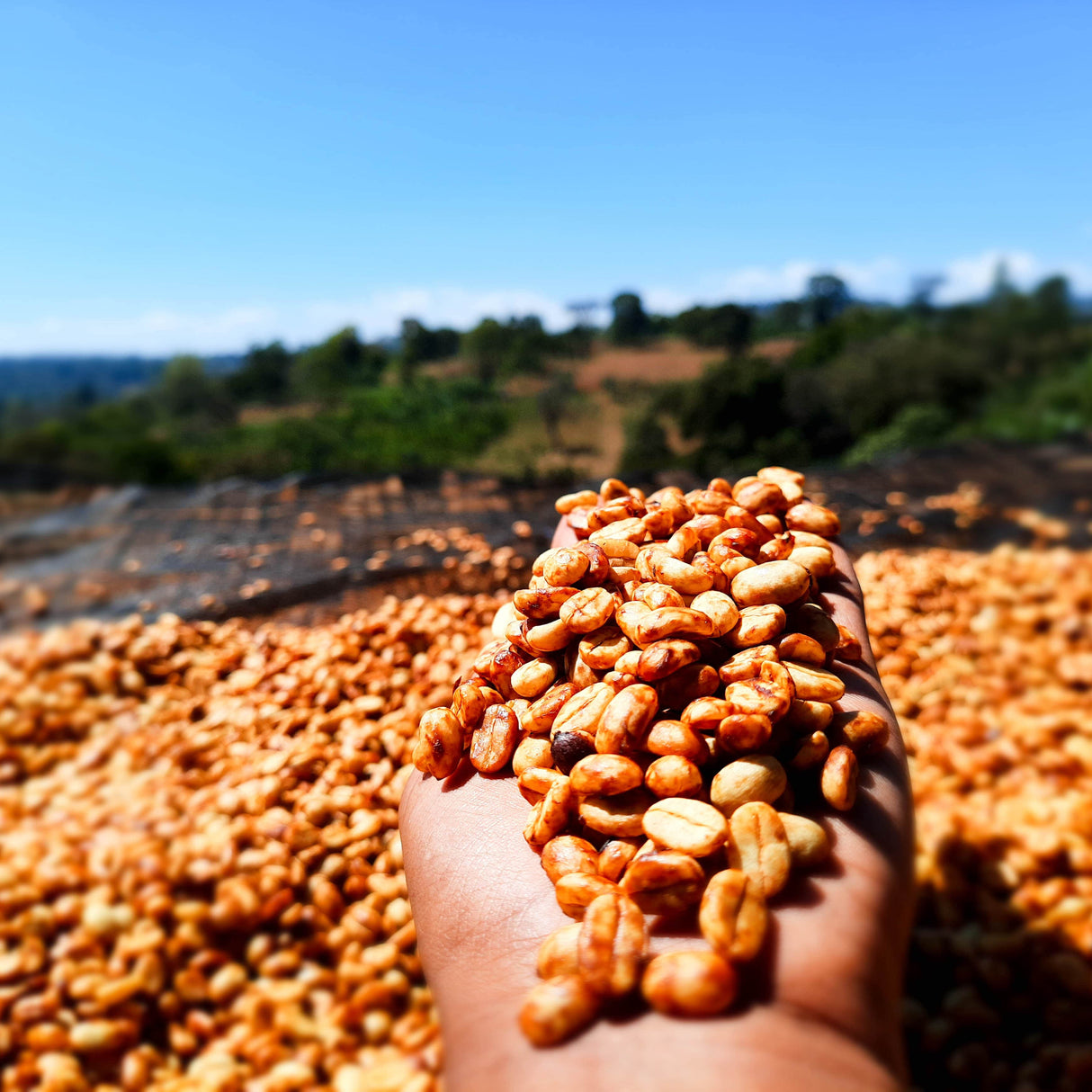 Honey processed beans held in hand over raised african drying beds of other honey processed beans.