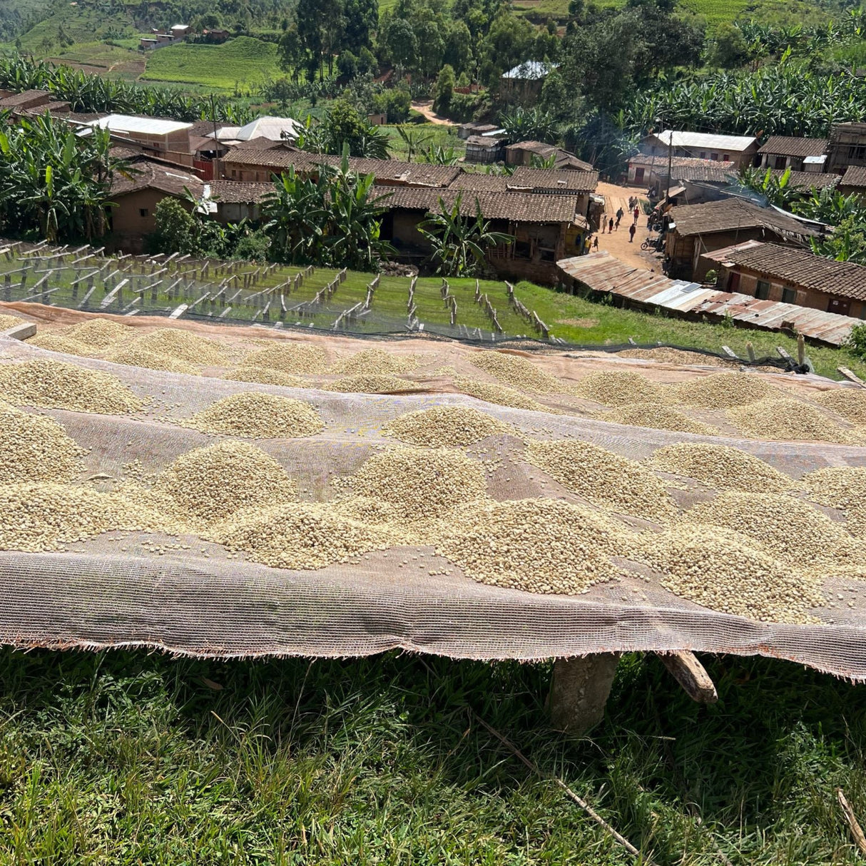 Burundi Kayanza Matongo-drying-beds