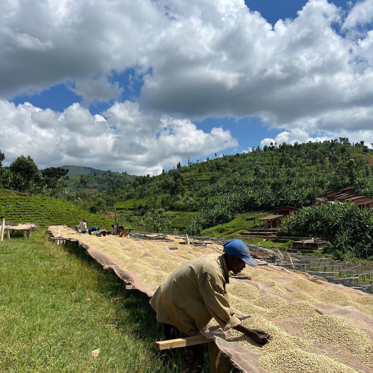 Burundi Kayanza Matongo-drying-beds-02