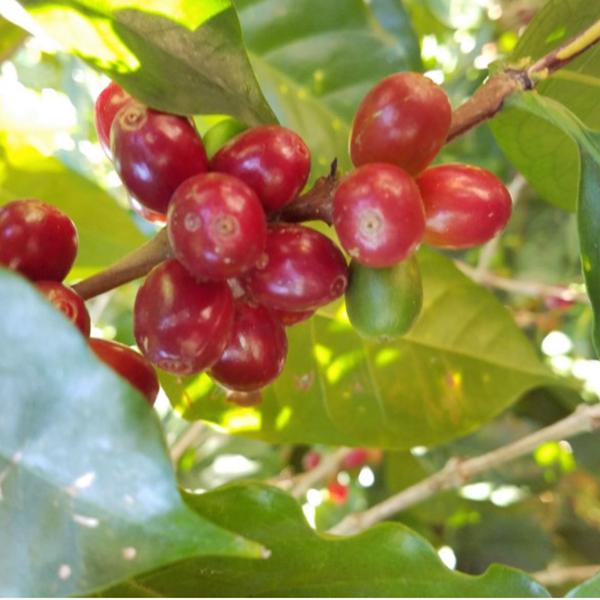 Kenya Karatu AA Klatch Coffee