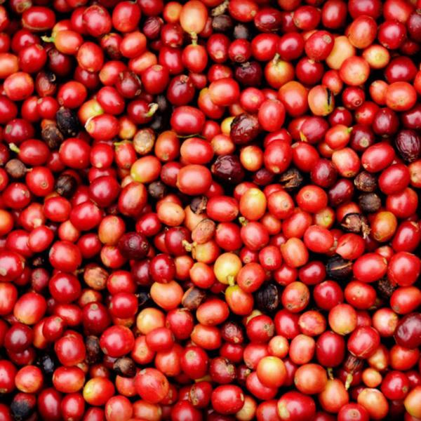 Kenya Karatu AA Klatch Coffee