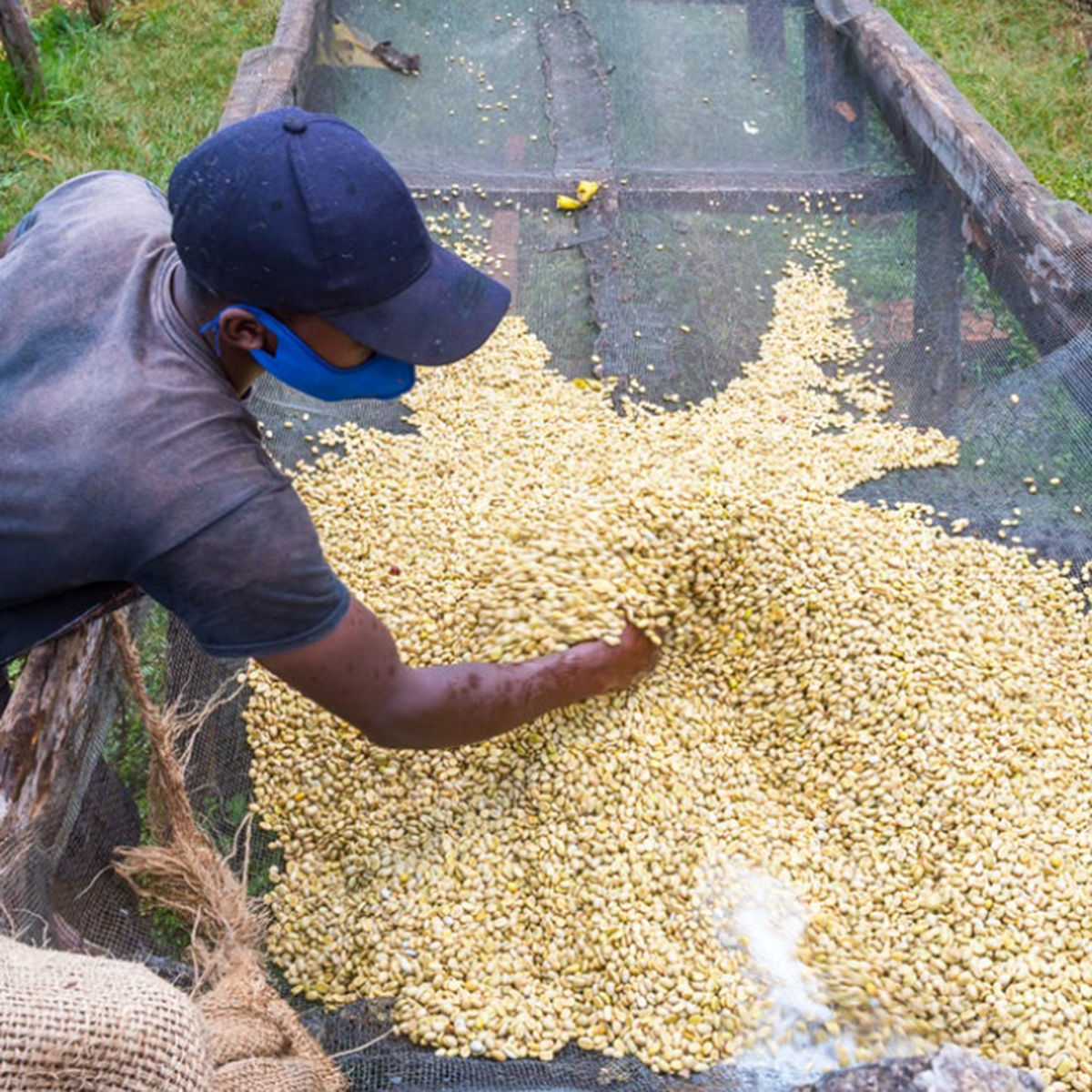 A person wearing a dark cap moving green coffee beans on a raised African drying bed.