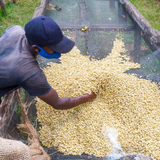A person wearing a dark cap moving green coffee beans on a raised African drying bed.