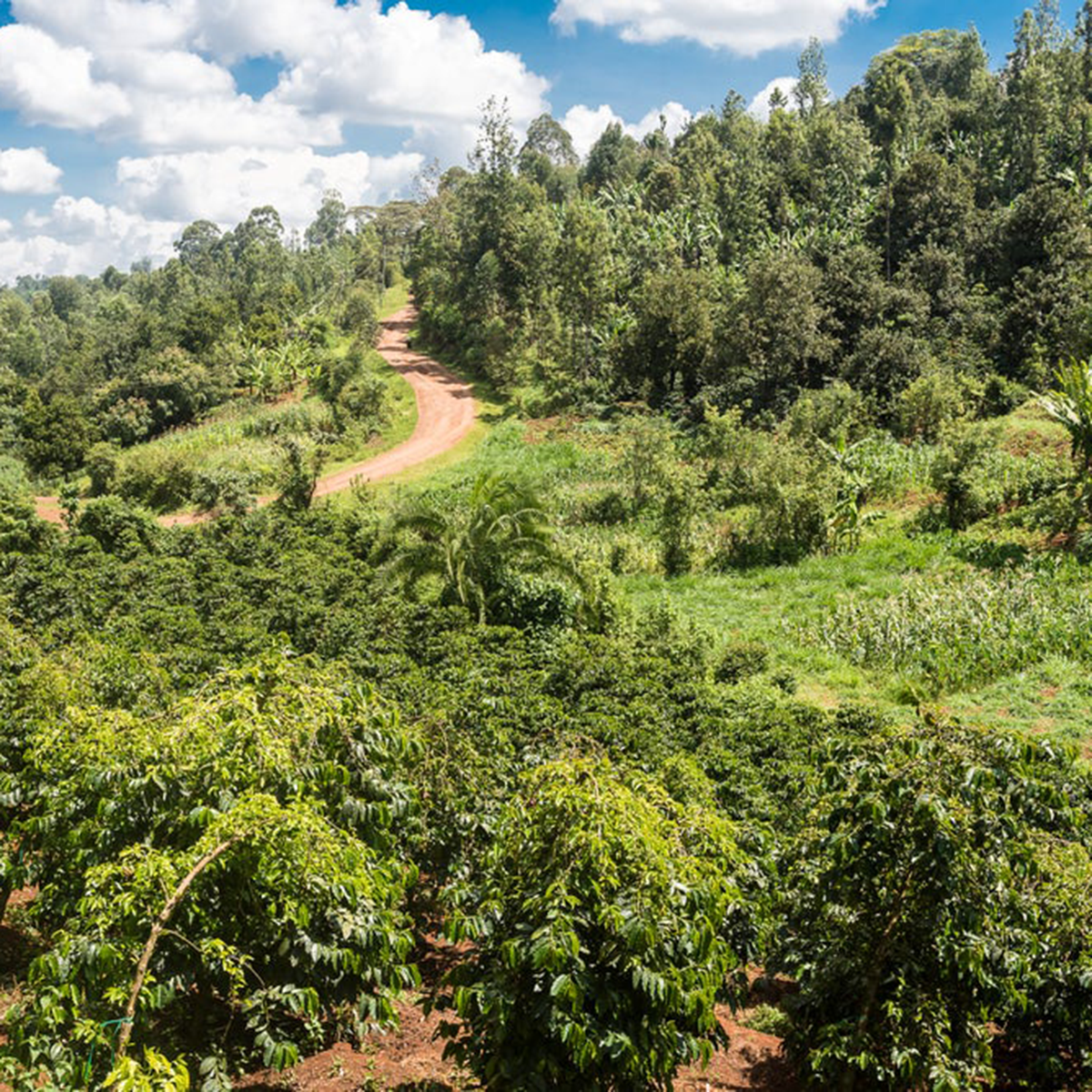 A lush green hillside farm with rows of coffee trees, a winding dirt road, dense trees, and a blue sky with white clouds.