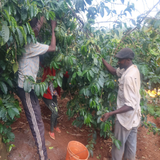 Three people harvesting coffee cherries from coffee trees in a farm setting, with one person standing on the left, one standing on the right, and another partially visible behind them. An orange bucket sits on the reddish-brown ground below.