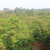 A wide outdoor view of a lush green farm with rows of dense coffee trees surrounded by a forest under a pale blue sky.