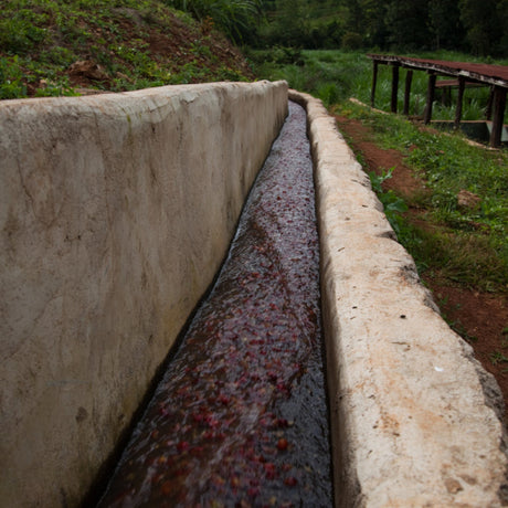 A close-up view of water flowing through a long concrete channel outdoors, washing the coffee cherries, with grass, dirt, and a raised African drying beds in the background.