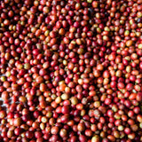 A close-up view of many small red coffee cherries piled together, with some yellow-green variation and a few visible stems.