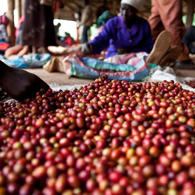 A close-up view of many red coffee cherries spread out, with a hand sorting through coffee cherries and blurred people working in the background.
