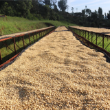 Kenya Gathaithi AA-dryingbeds