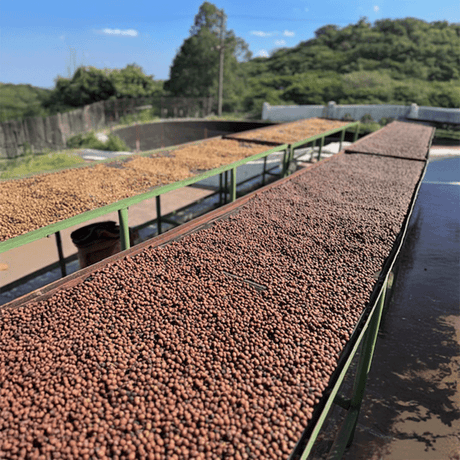 El Salvador Orange Geisha drying on african raised beds, with trees and hills in the background.