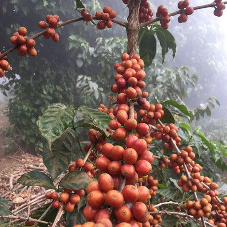El Salvador  Orange Geisha cherries on coffee trees with more coffee trees in background.