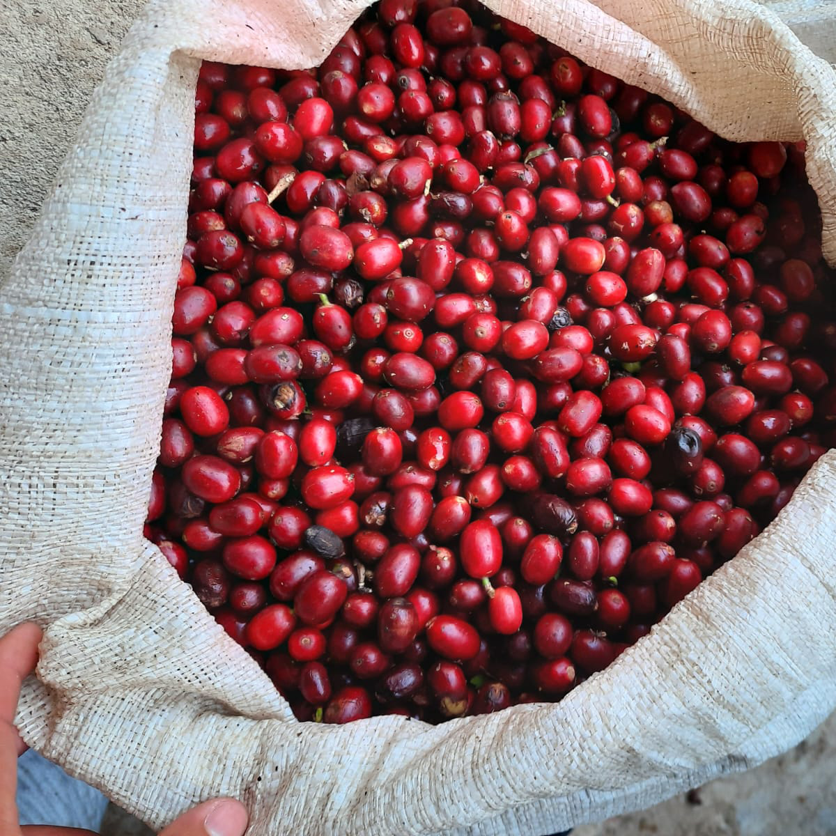 Panama Don Julian Natural Geisha