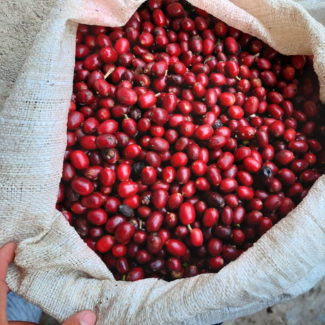 A close-up top-down view of bright red coffee cherries filling an open natural-fiber burlap sack, with hands holding the edges of the sack at the bottom.