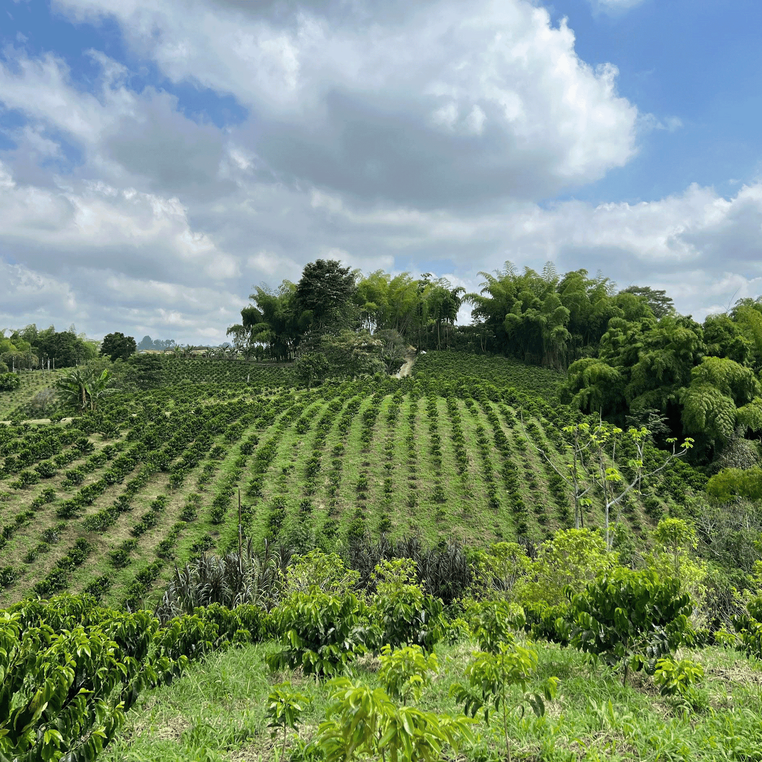 Finca Campo Hermoso with rows of coffee trees under a blue sky with clouds.