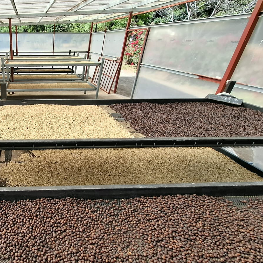 Panama Don Julian Natural Geisha