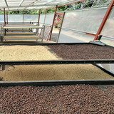 Panama Don Julian Natural Geisha