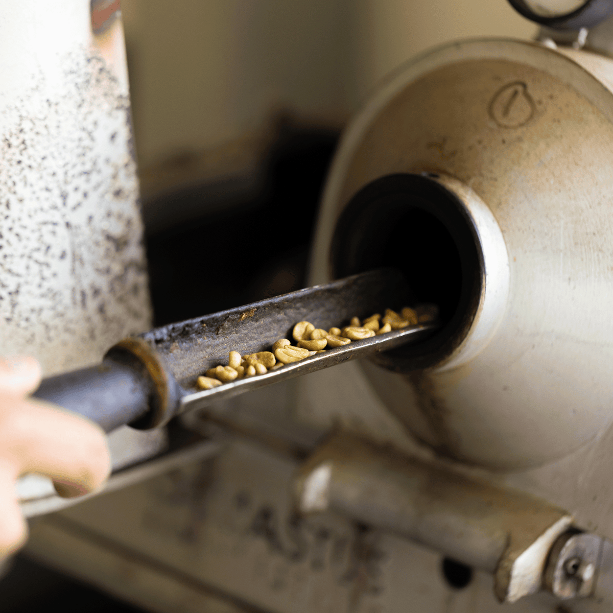Close-up of green coffee beans being sampled from a roasting machine on a metal tray during the coffee roasting process.