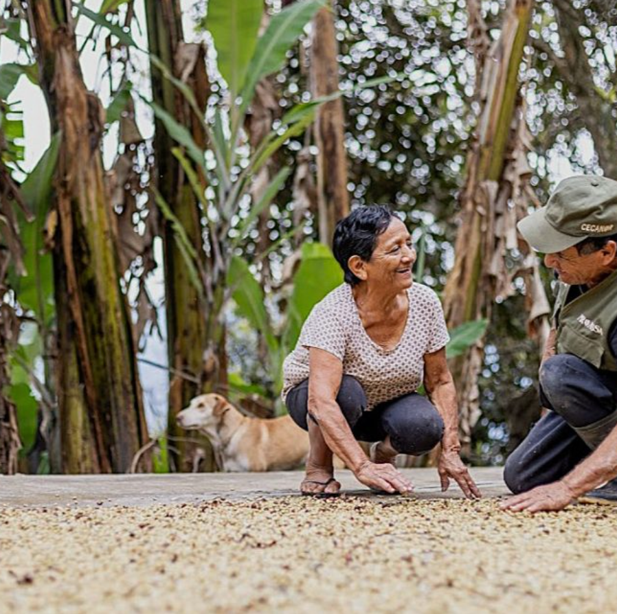 Two people sorting coffee beans on patio.